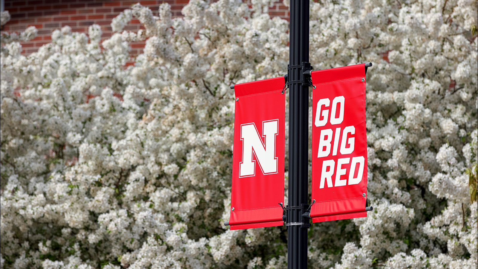 Go Big Red text on red flags in front of trees with white blooms